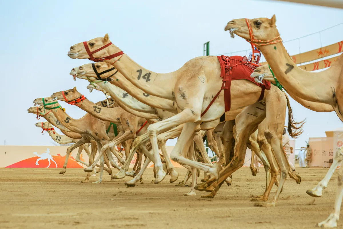مهرجان ولي العهد للهجن