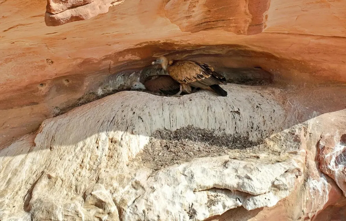 اكتشاف 3 مستعمرات تكاثر لنسور غريفون - الصورة من واس