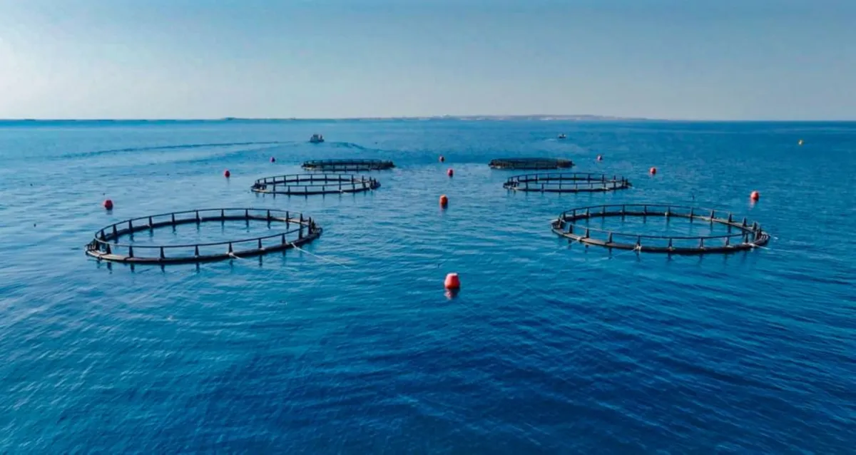 استزراع الأحياء المائية في أقفاص بحرية - مصدر الصورة وكالة انباء الإمارات