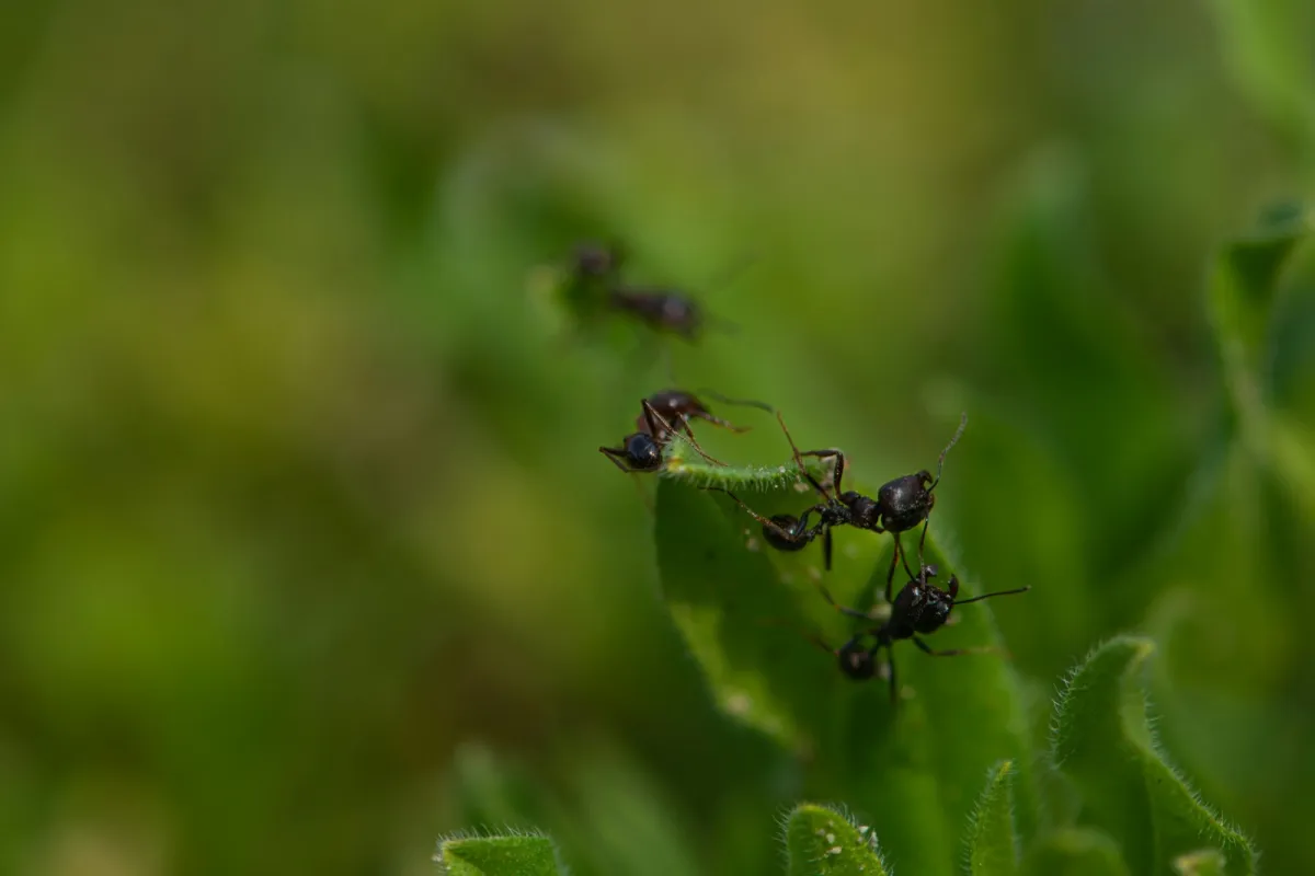 تفسير رؤيا النمل الأسود الصغير في المنام