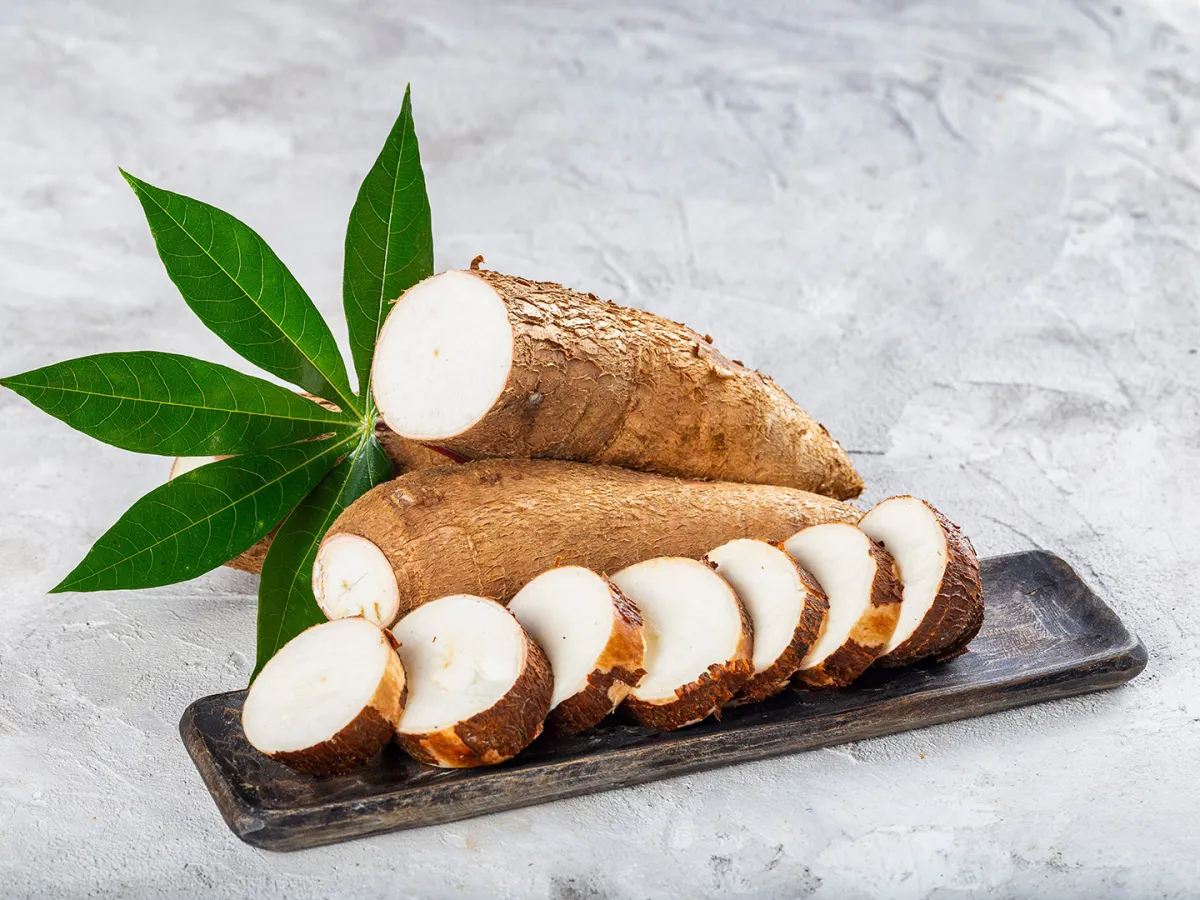 نبات الكاسافا