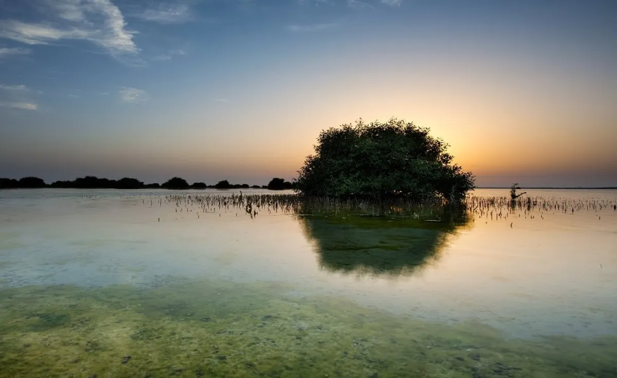 شجرة القرم. الصورة من هيئة البيئة - أبوظبي