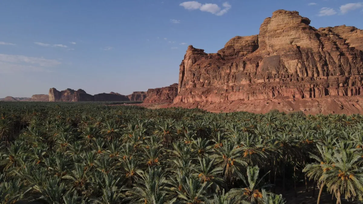 مهرجان العلا للتمور