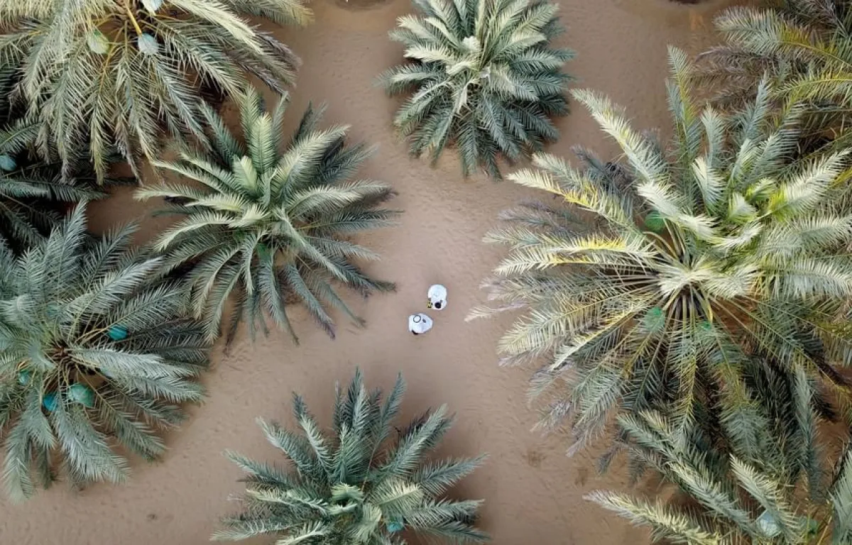 صورة فوتوغرافية للنخيل. الصورة من wam 