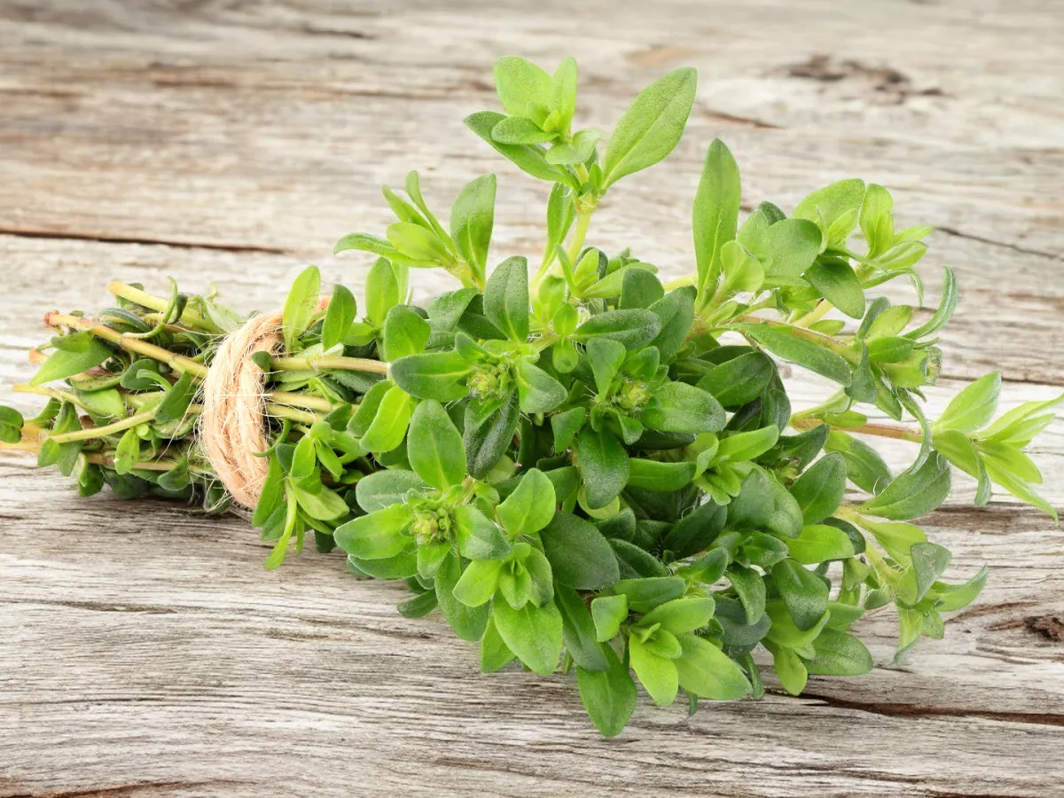 شرب الزعتر البري عند الإصابة بأحد أمراض الجهاز التنفسي