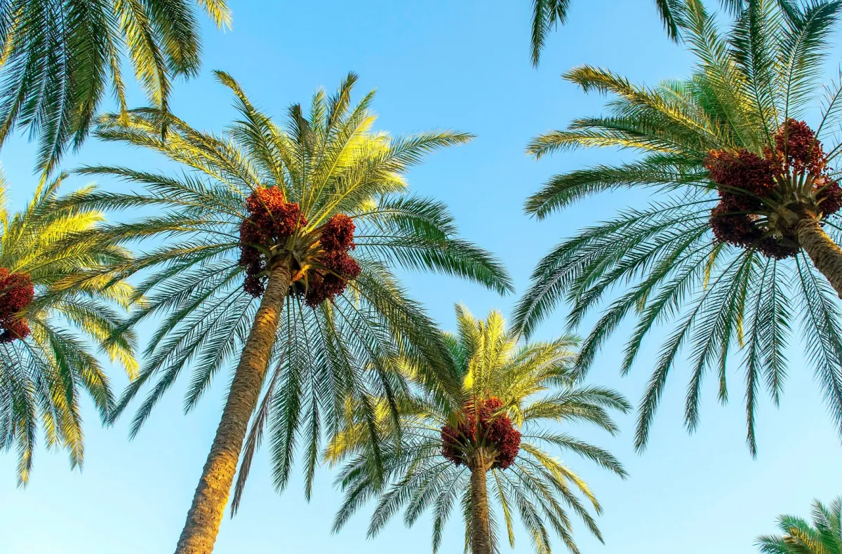 يوم النخيل العربي