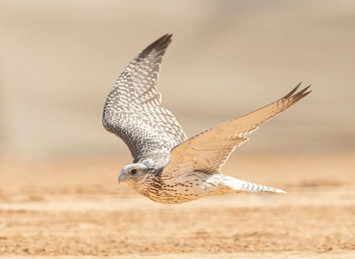 بمشاركة عالمية واسعة.. انطلاق معرض الصقور والصيد السعودي الدولي 2024