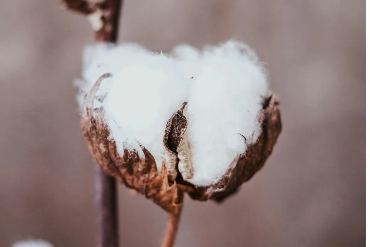 نبات القطن