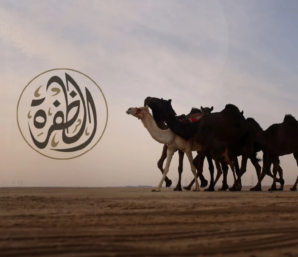 مهرجان الظفرة. الصورة من مكتب أبوظبي الإعلامي