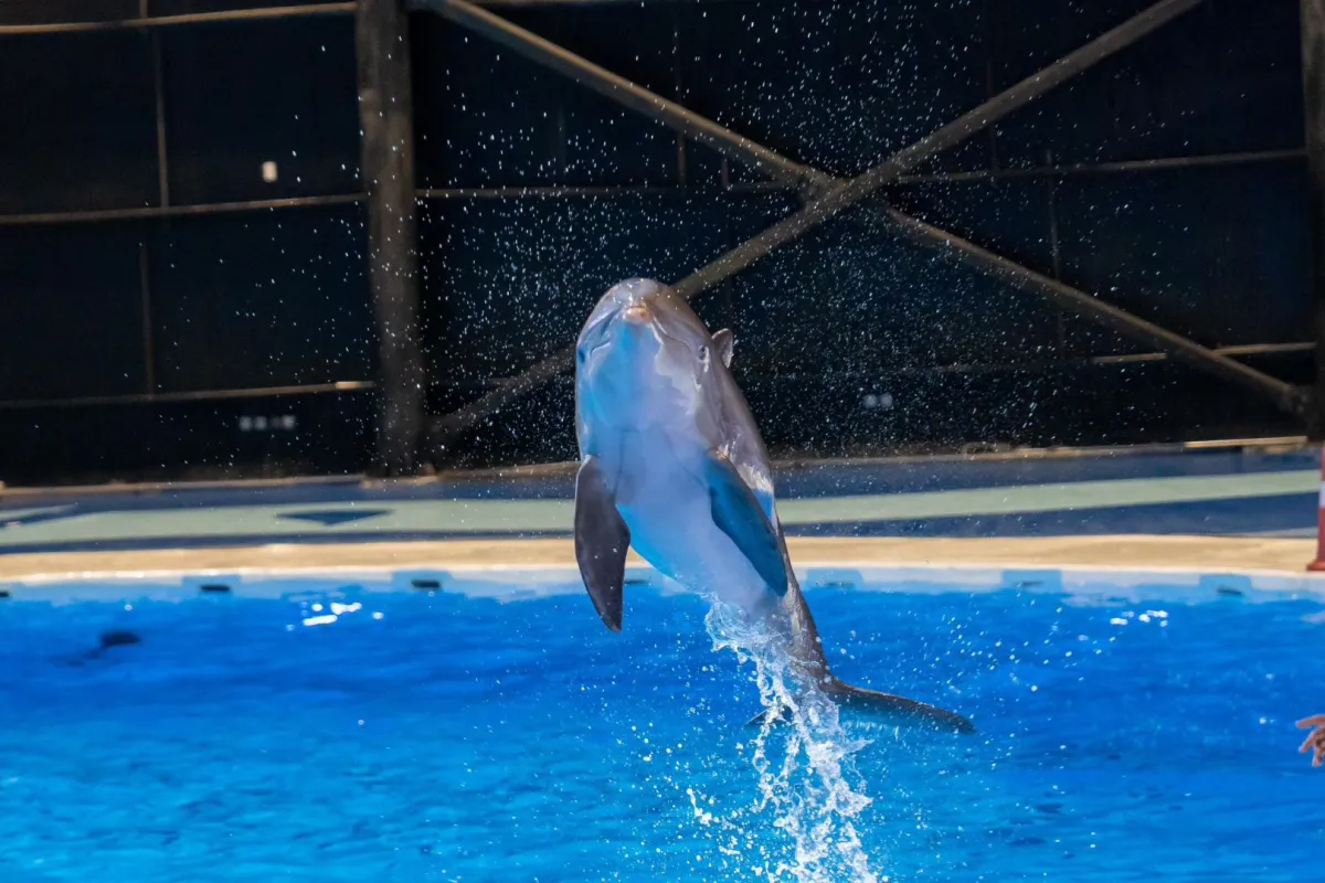 موسم الرياض 2024: تجربة دولفيناريوم وورلد الفريدة والممتعة تنطلق في هذا الموعد