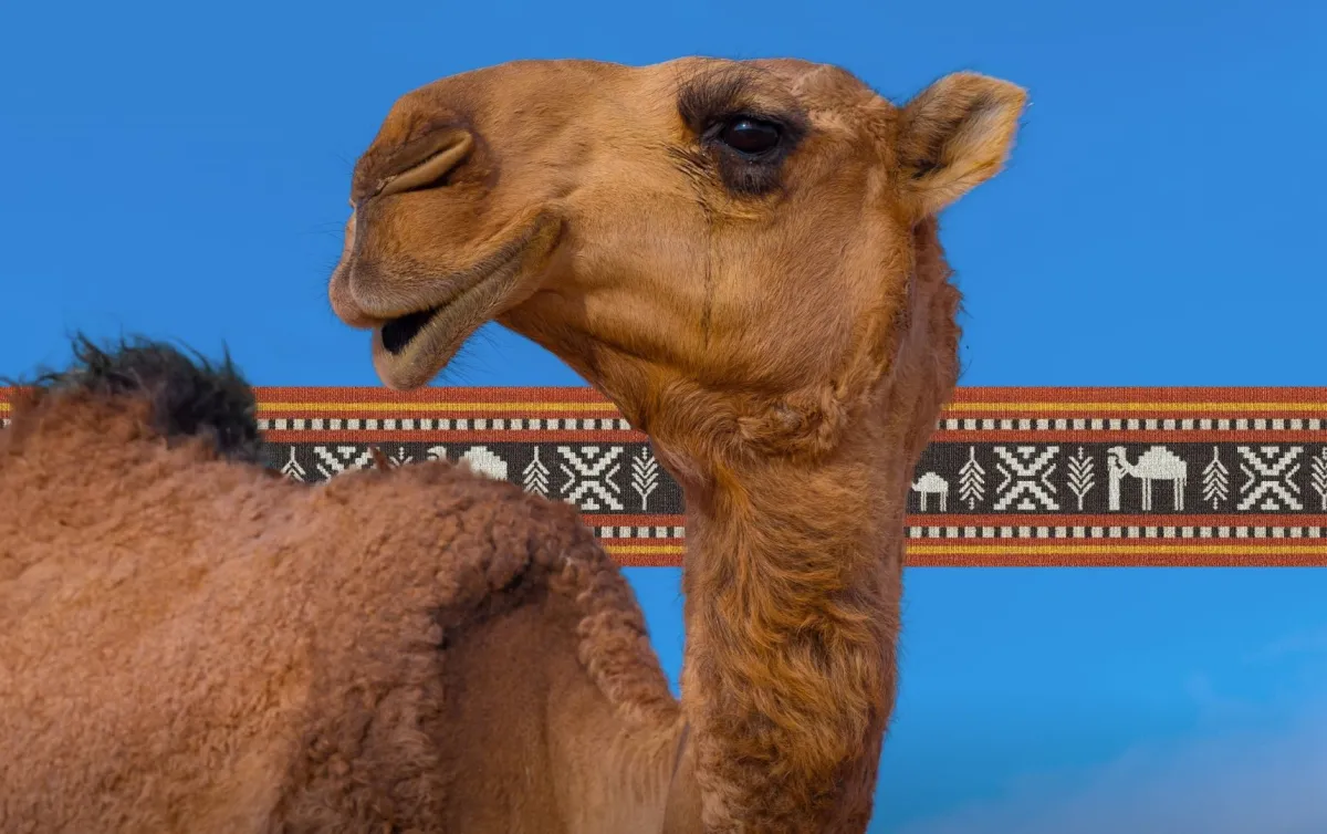 السعودية تتوج عام الإبل بأشهر ناقة في التاريخ.. إليكم أبرز المعلومات عنها