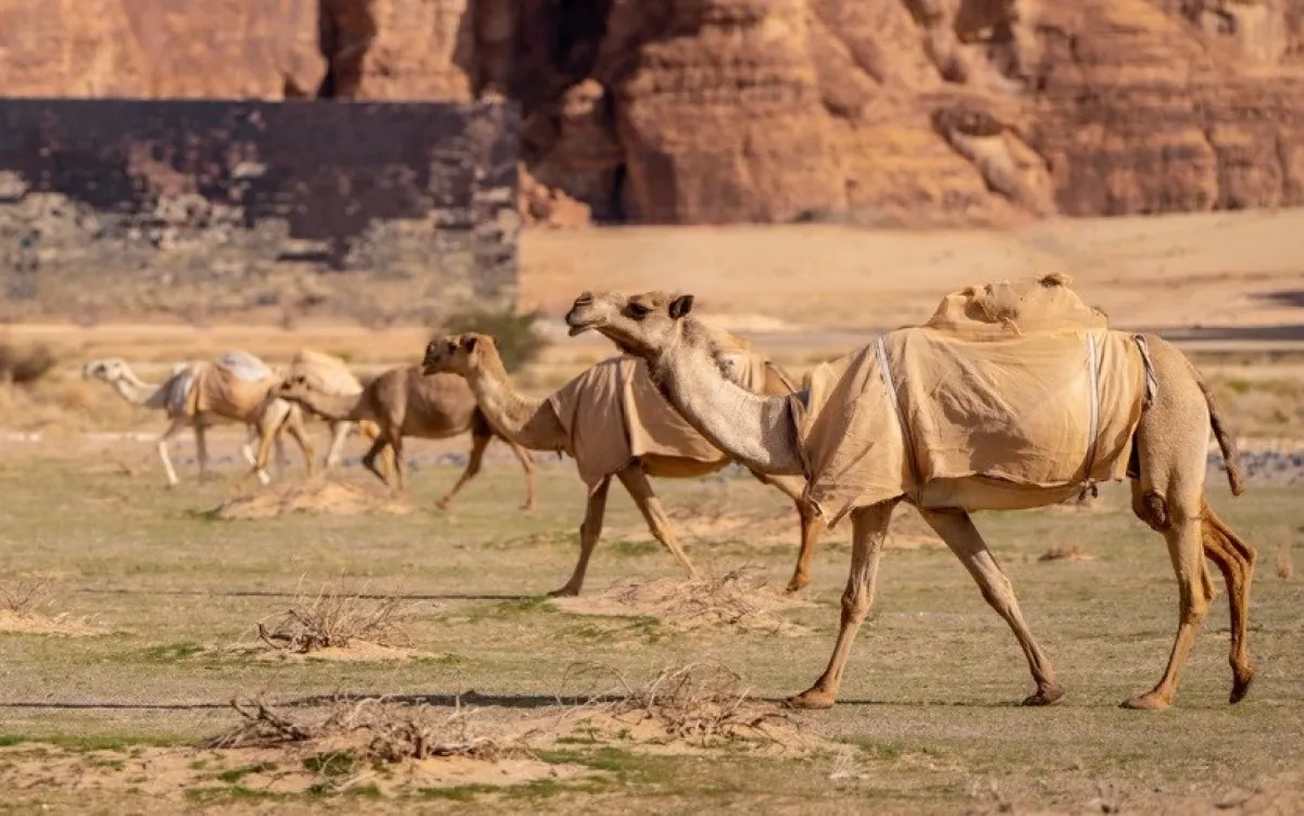 الهيئة الملكية لمحافظة العُلا 