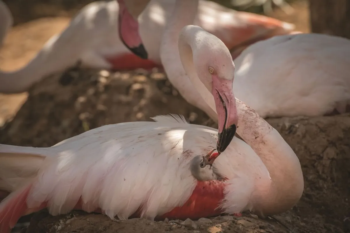 إحدى صور المصورة الإماراتية سلمى السويدي. الصورة من wam