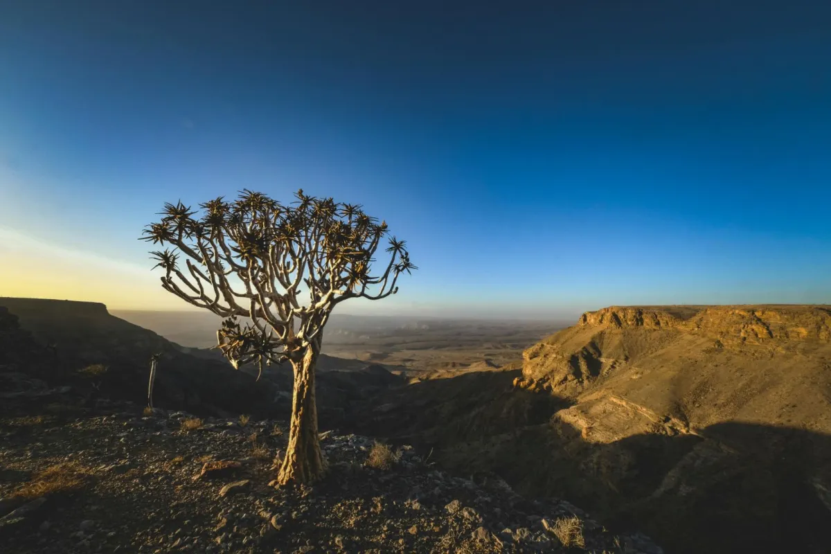 شجرة تبدو جرداء في صحراء قاحلة
