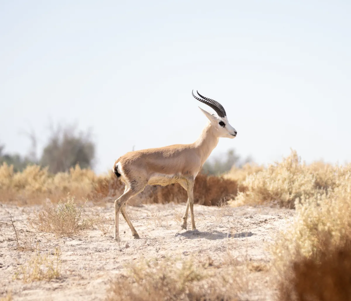 المها العربي