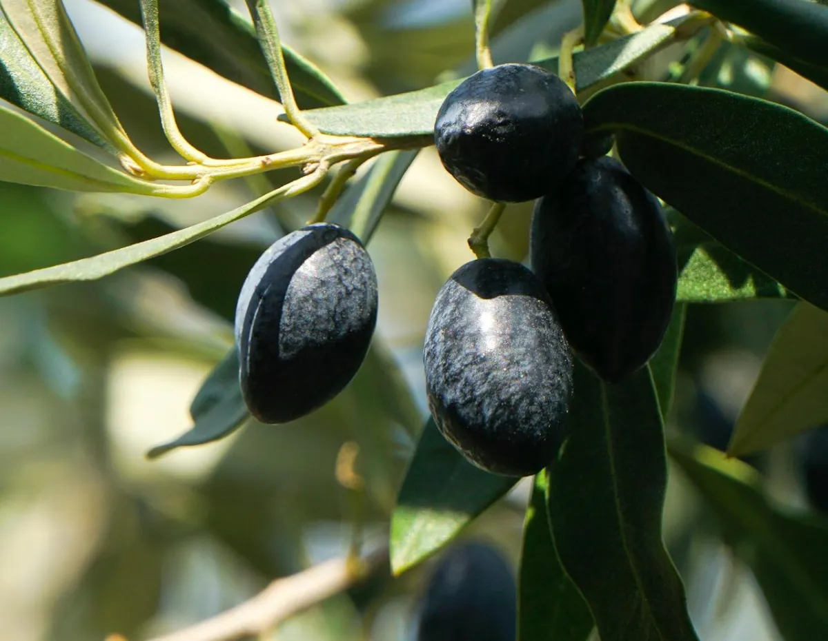 فوائد الزيتون الأسود رائعة لصحة الجسم