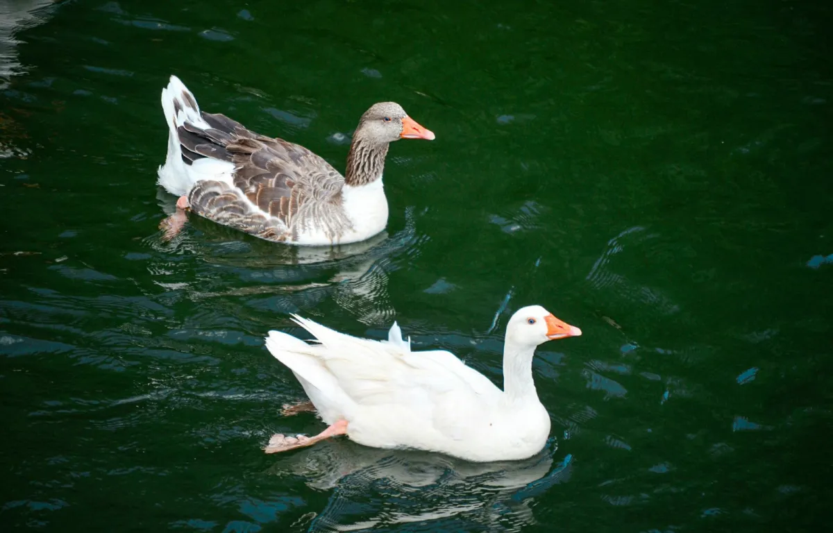 تفسير حلم رؤيا الإوز في المنام