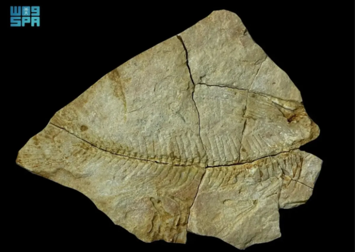 اكتشاف تاريخي.. العثور على كائنات بحرية تعود للعصر الإيوسيني شمال السعودية