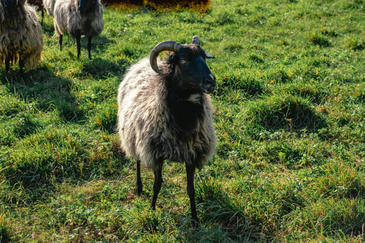 تفسير حلم رؤيا الخروف في المنام
