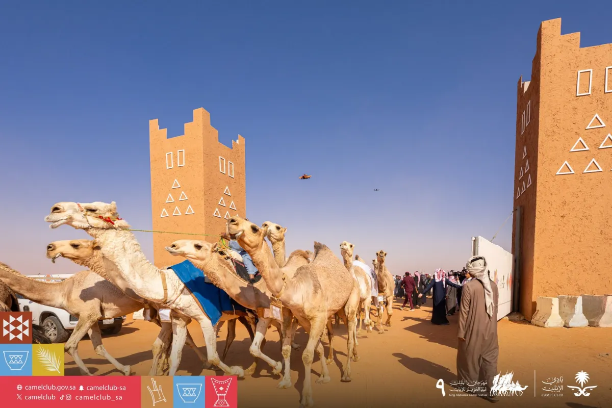 %60 نموا في سوق نقل الإبل مع انطلاق مهرجان الملك عبدالعزيز بنسخته التاسعة - الصورة من حساب نادي الإبل على إكس