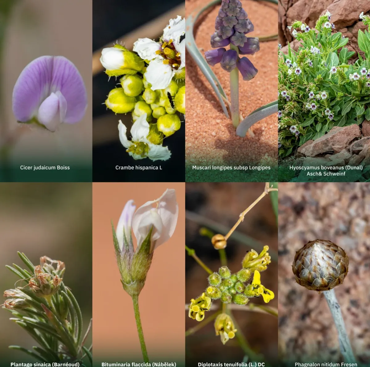 تسجيل 8 نباتات نادرة في السعودية - الصورة من حساب وزارة البيئة والمياه والزراعة على إكس