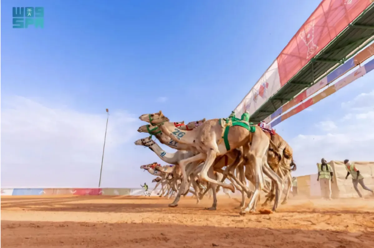 سباق الإبل- الصورة من واس