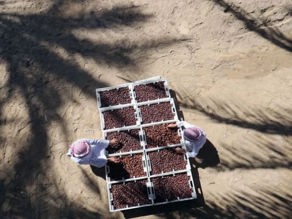  مهرجان العين للتمور. الصورة من wam