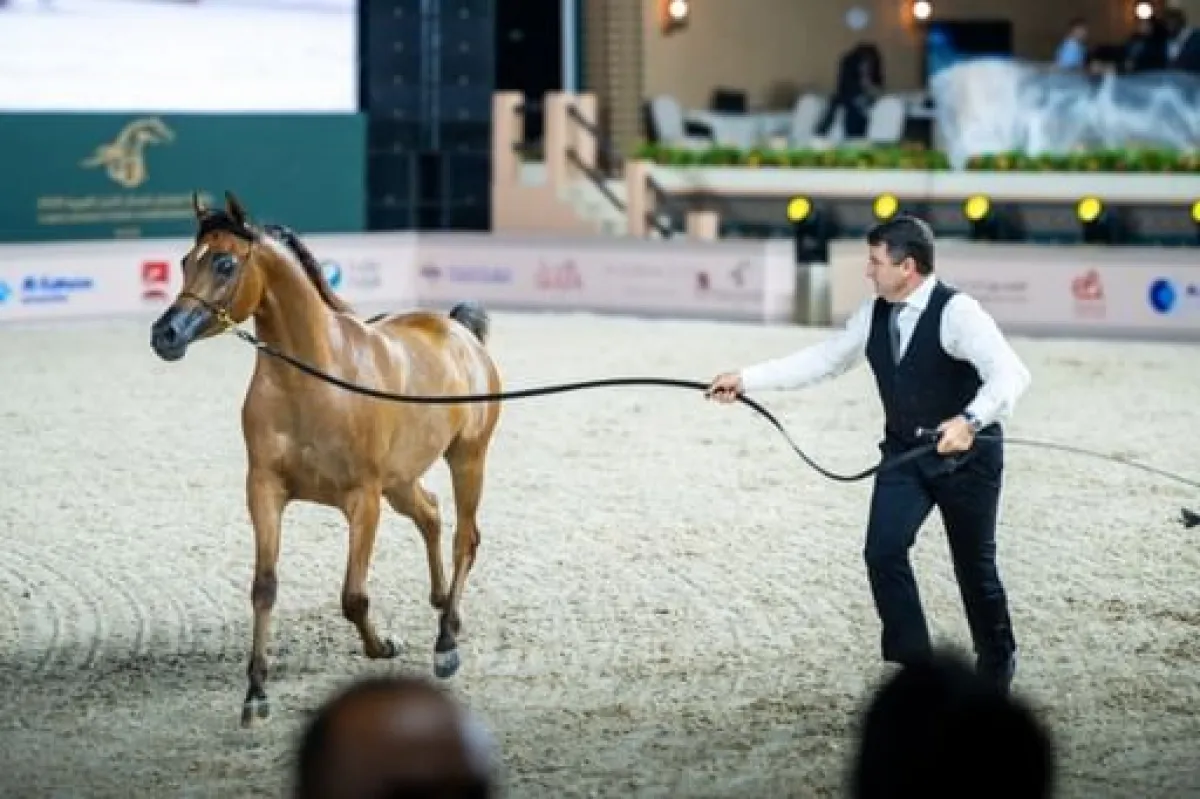  بطولة عجمان لجمال الخيل العربية الصورة من وام 