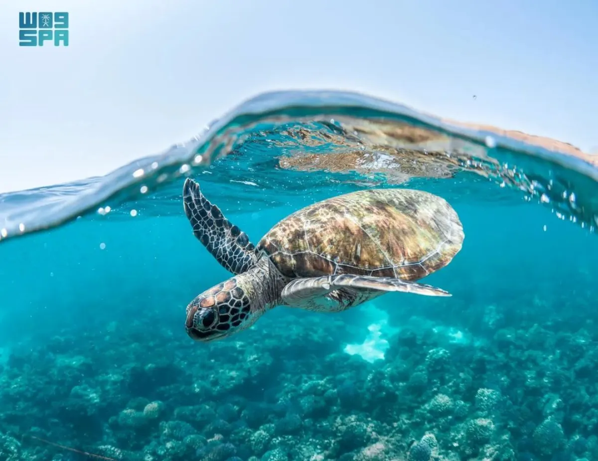 سلحفاة بحرية 