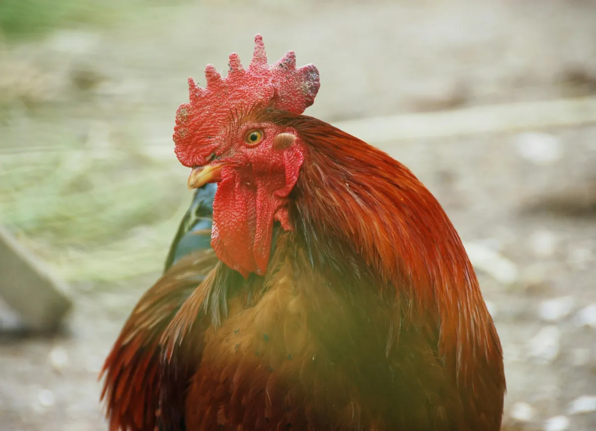 تفسير حلم رؤيا الديك في المنام