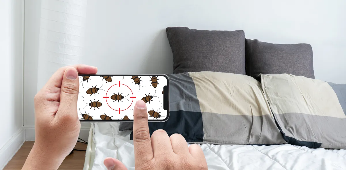 التخلص من حشرات الفراش