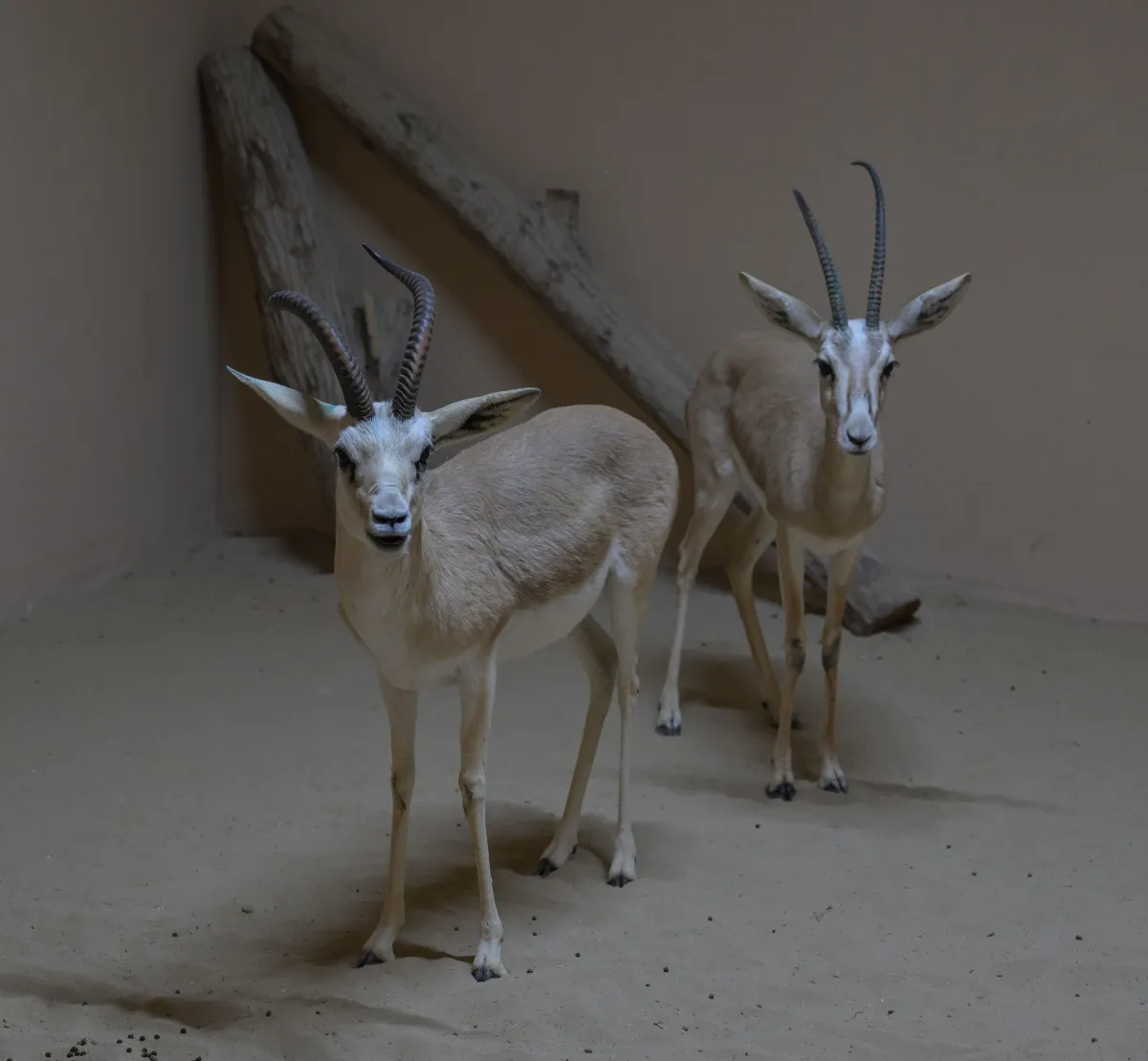 غزال الريم في محمية النوادر. الصورة من wam