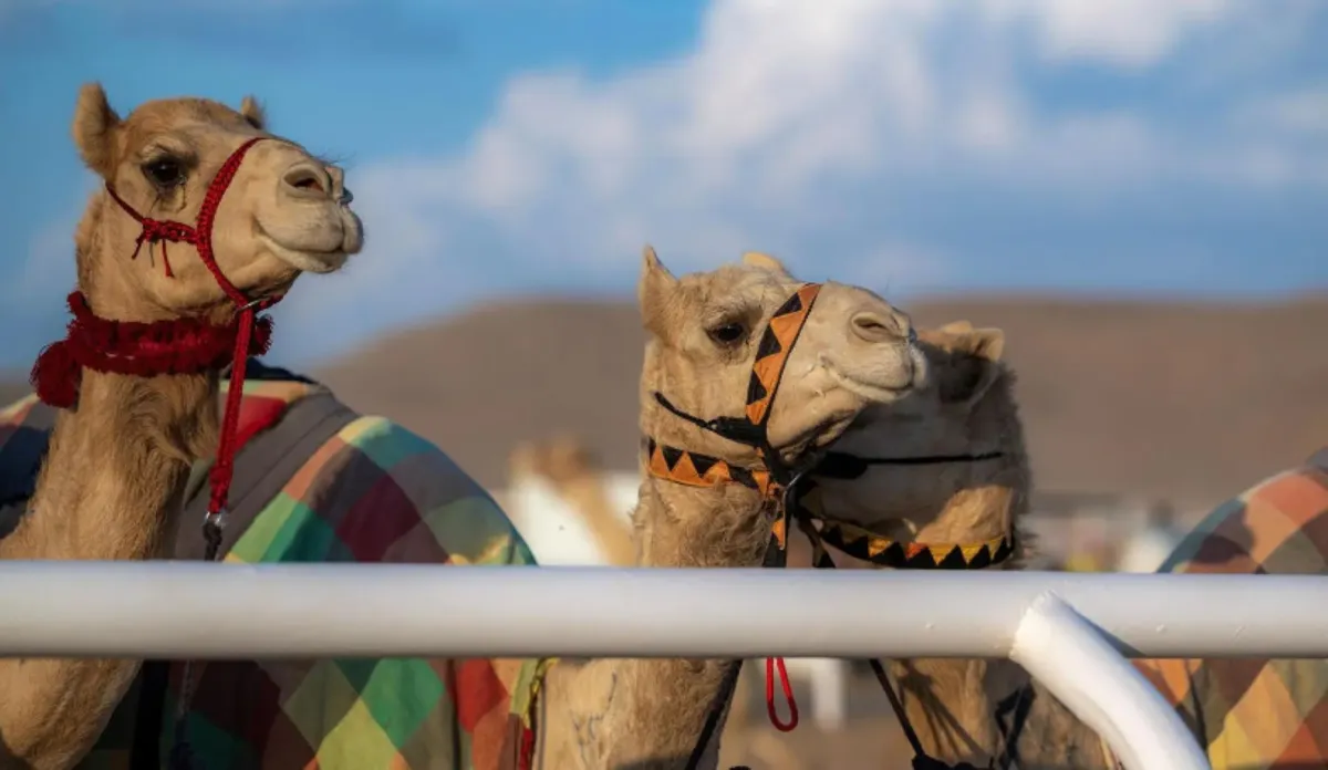 بمشاركة عالمية.. مهرجان خادم الحرمين للهجن ينطلق اليوم 