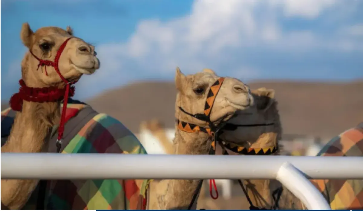 على أرض ميدان الجنادرية وبجوائز مالية تتجاوز 70 مليون ريال إنطلاق مهرجان الهجن اليوم - الصورة من واس