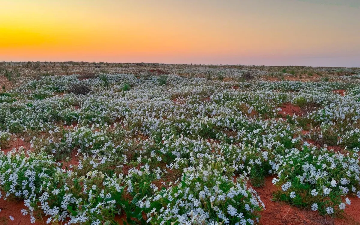 محمية الملك عبدالعزيز الملكية تحصد ثمار جهودها في حماية بيئتها الطبيعية وتنضم لـ "القائمة الخضراء" للاتحاد الدولي لحفظ الطبيعة - الصورة من واس