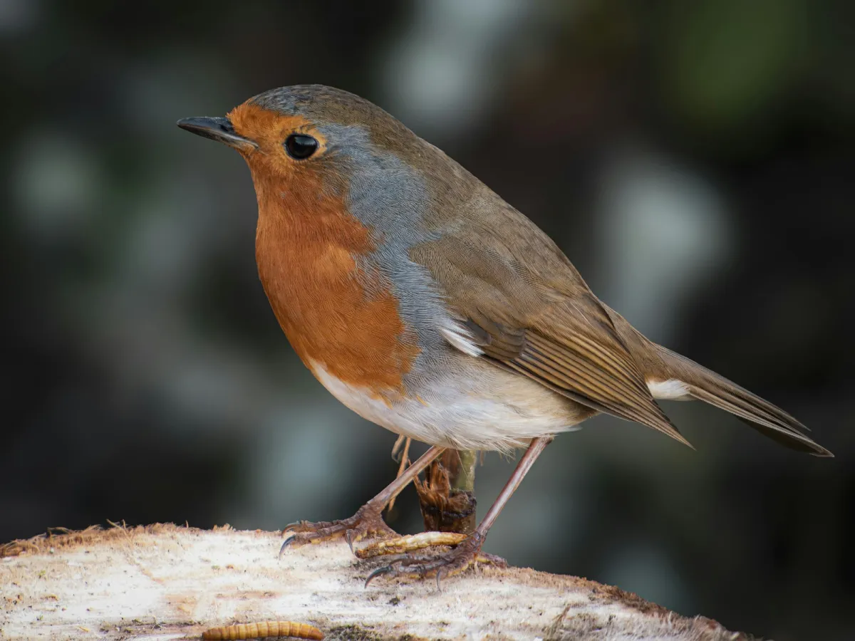 تفسير رؤيا العصفور في المنام