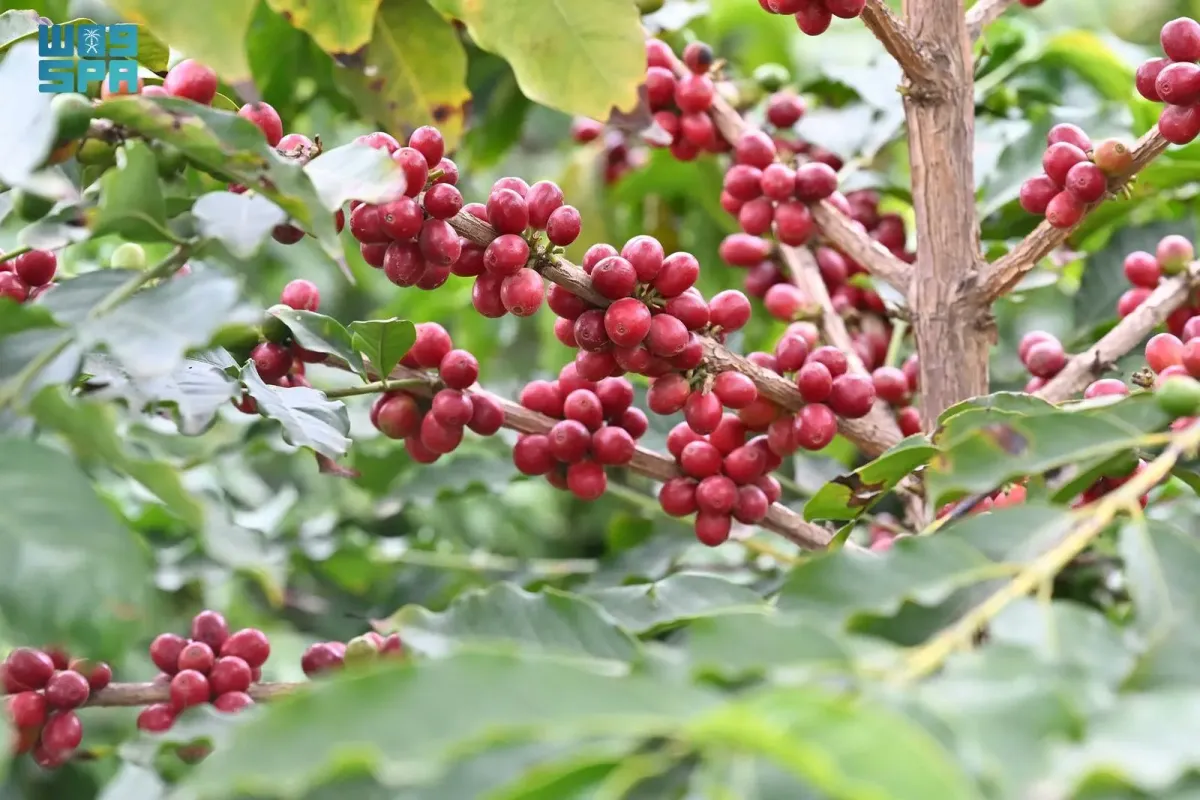 القهوة السعودية