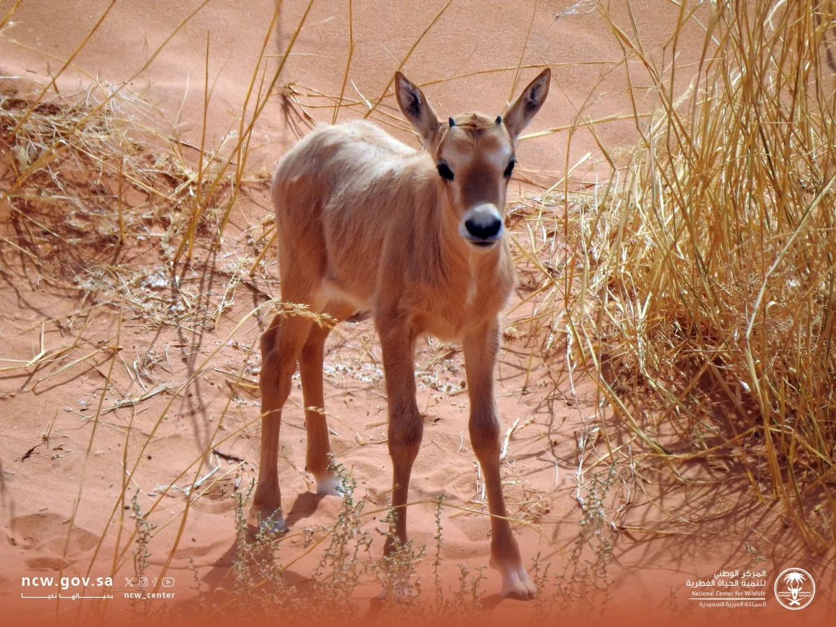 المها العربي
