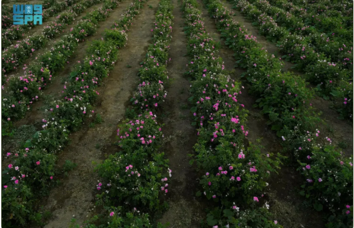 الورد الطائفي الصورة من واس