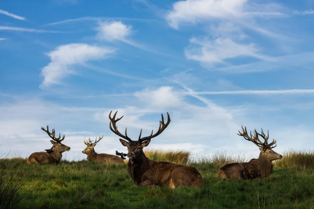 تفسير حلم رؤيا الحيوانات في المنام