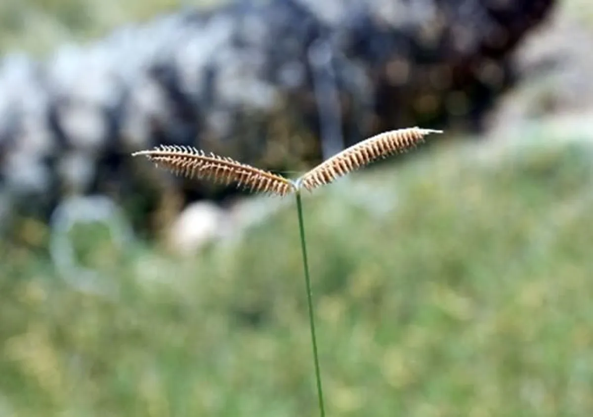  اكتشاف ثلاث نباتات جديدة في الإمارات. الصورة من wam