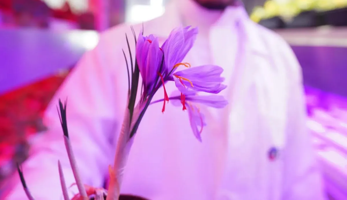 باحثون سعوديون يطورون تقنيات مبتكرة لزراعة الزعفران وإنتاج أزهاره في 10 أيام - الصورة من واس