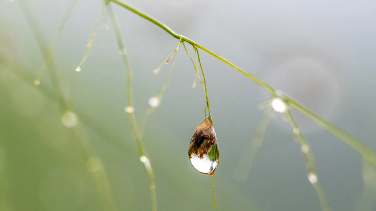 باحثو كاوست يقدمون حلولاً مصممة خصيصاً لتحلية المياه لمواجهة تحديات الزراعة في المملكة العربية السعودية - الصورة من موقع كاوست
