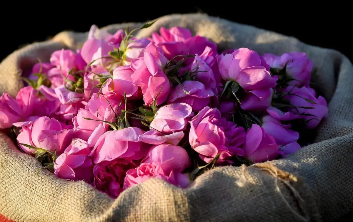 إنتاج تولة الورد الطائفي - الصورة من واس