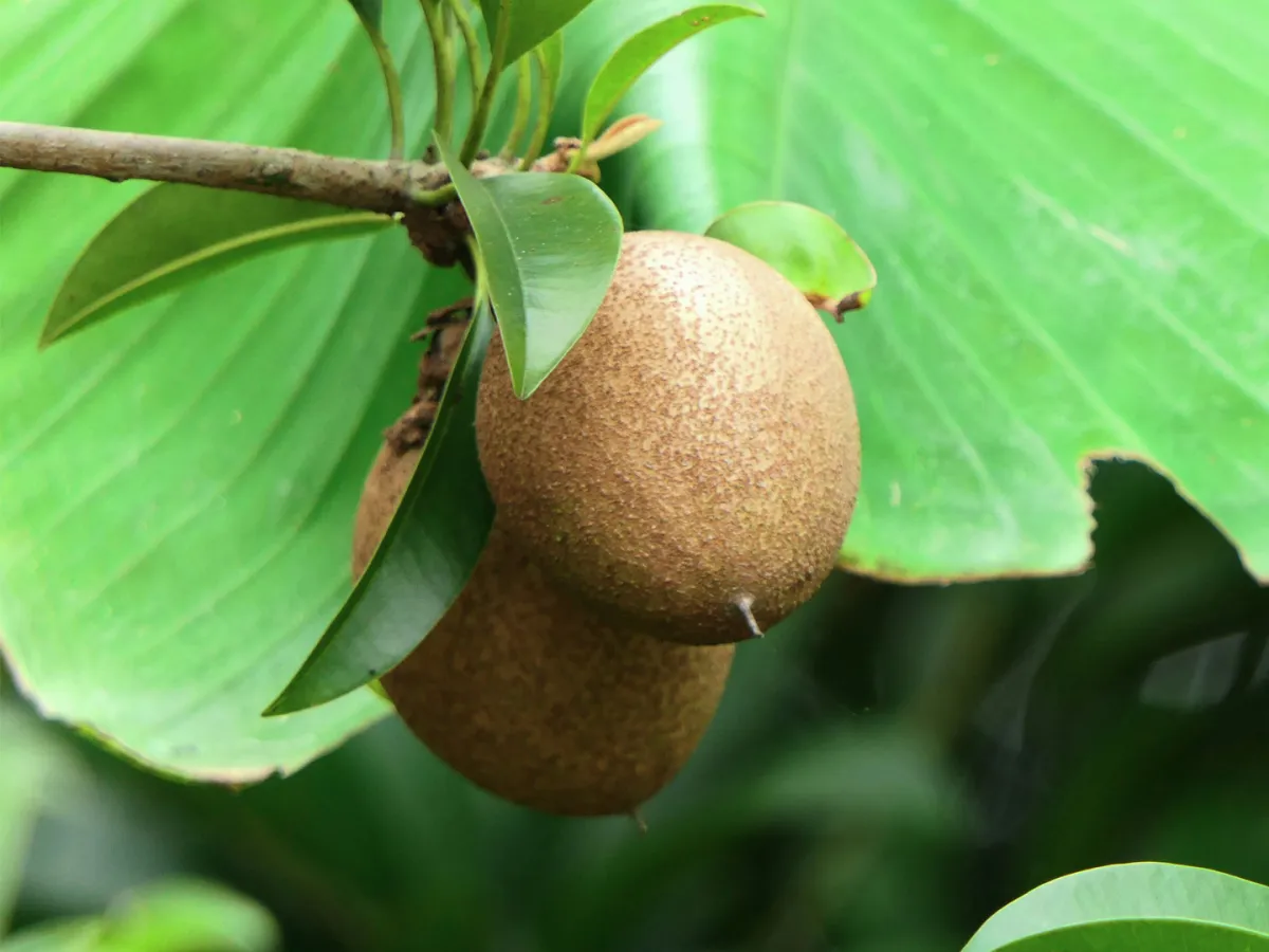 الشيكو ضرورية لتعزيز صحة المرأة