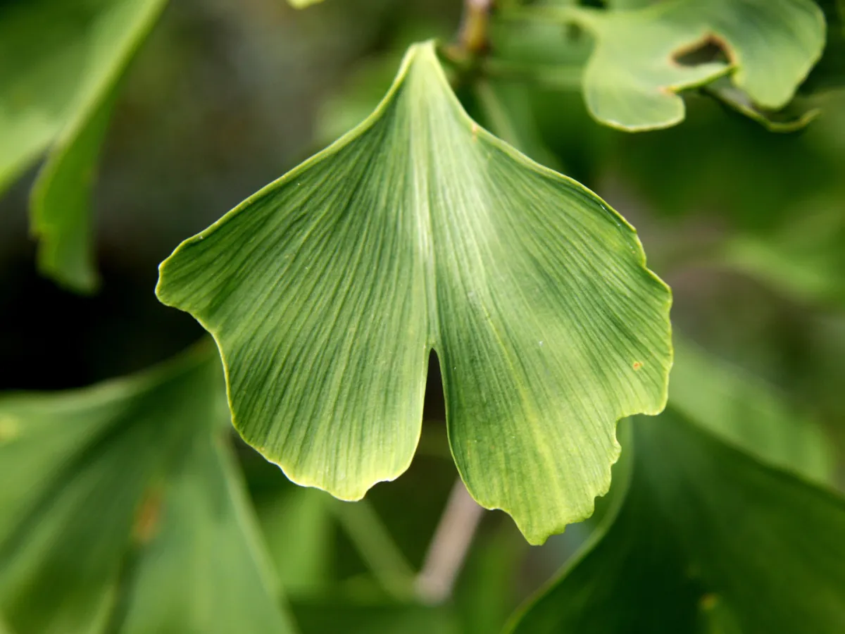  حبوب الجنكة مهمة لتحسين الوظيفة الإدراكية