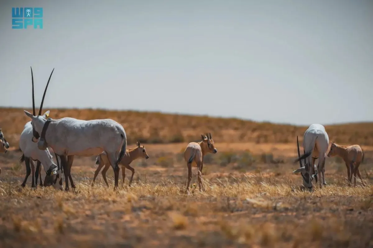 المها العربي يعد من الأنواع المعرّضة للانقراض، ويصنف ضمن عائلة البقريات