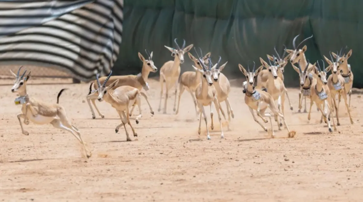 إطلاق أكثر من 30 كائنًا فطريًا في محمية الملك خالد الملكية
