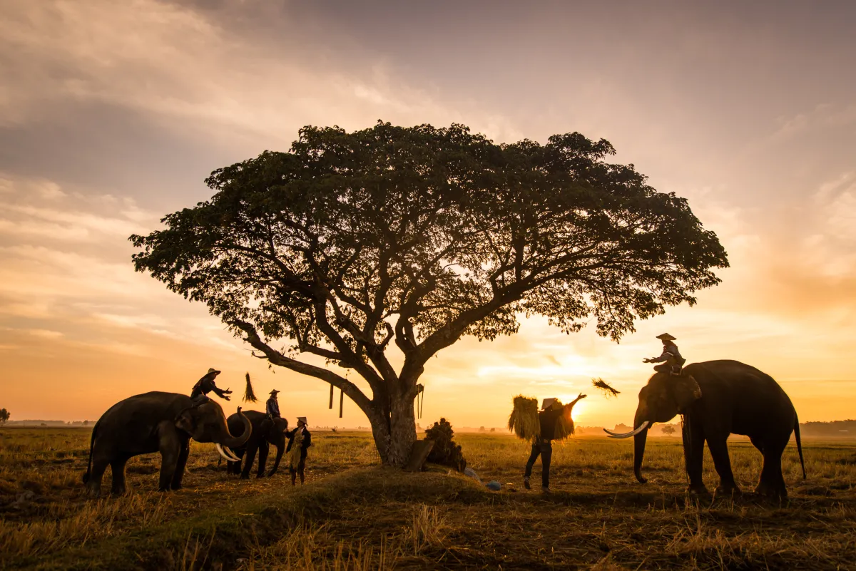 الطبيعة في تايلاند