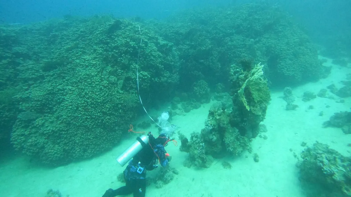 الشعاب المرجانية